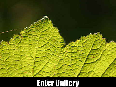 Photo Galleries